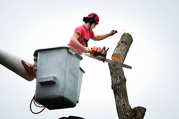 Best Tree Removal  in Pearisburg, VA